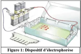 Le génie génétique: Principes et techniques